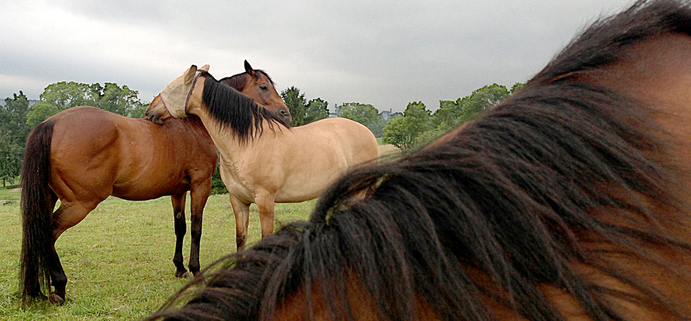 Equine Bodywork of Central PA